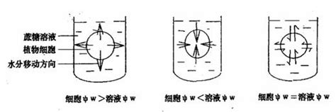 水勢能|植物細胞水勢:簡介,組成部分,水勢梯度,水勢測定,